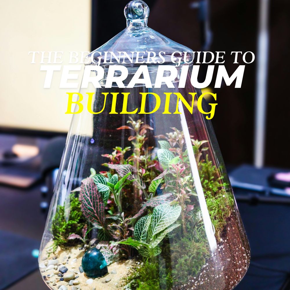 How to Make a Terrarium | Beginner DIY Guide – Flower and Twig Nursery