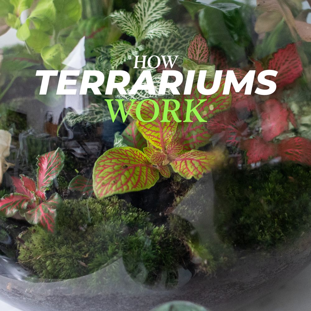 How Closed Terrariums Work - Flower and Twig Nursery