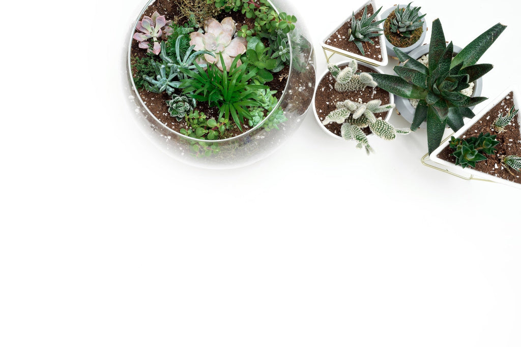 How to Make a Stunning Terrarium from Scratch - Flower and Twig Nursery