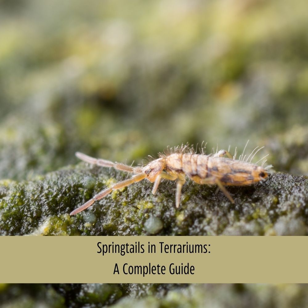 Springtails in Terrariums:  A Complete Guide - Flower and Twig Nursery