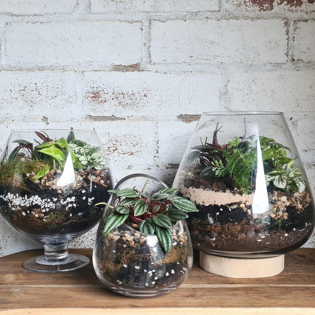 Terrarium Assembly and Care Tips - Flower and Twig Nursery