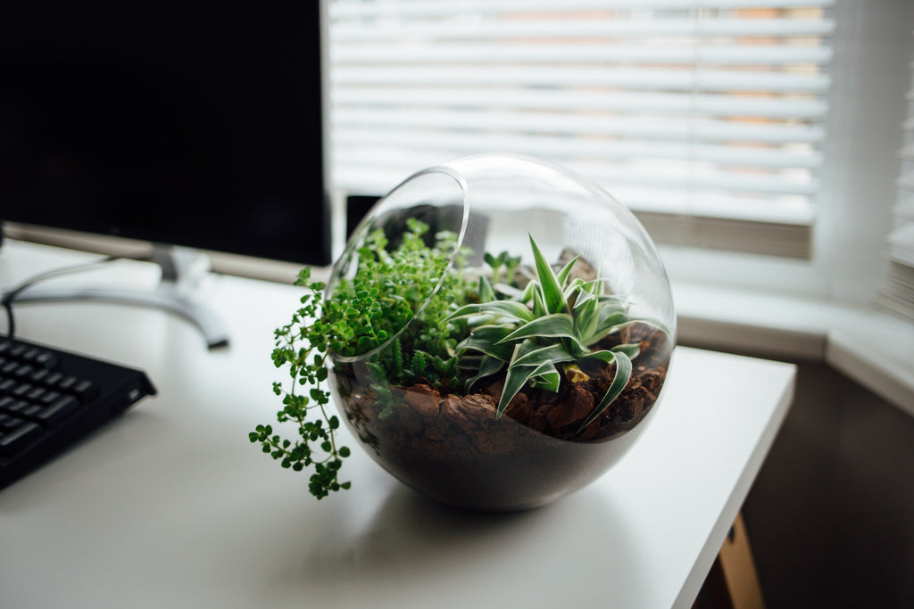 Terrarium vs Terranium: The Misconception Unraveled and The Right Term for Your Indoor Garden - Flower and Twig Nursery