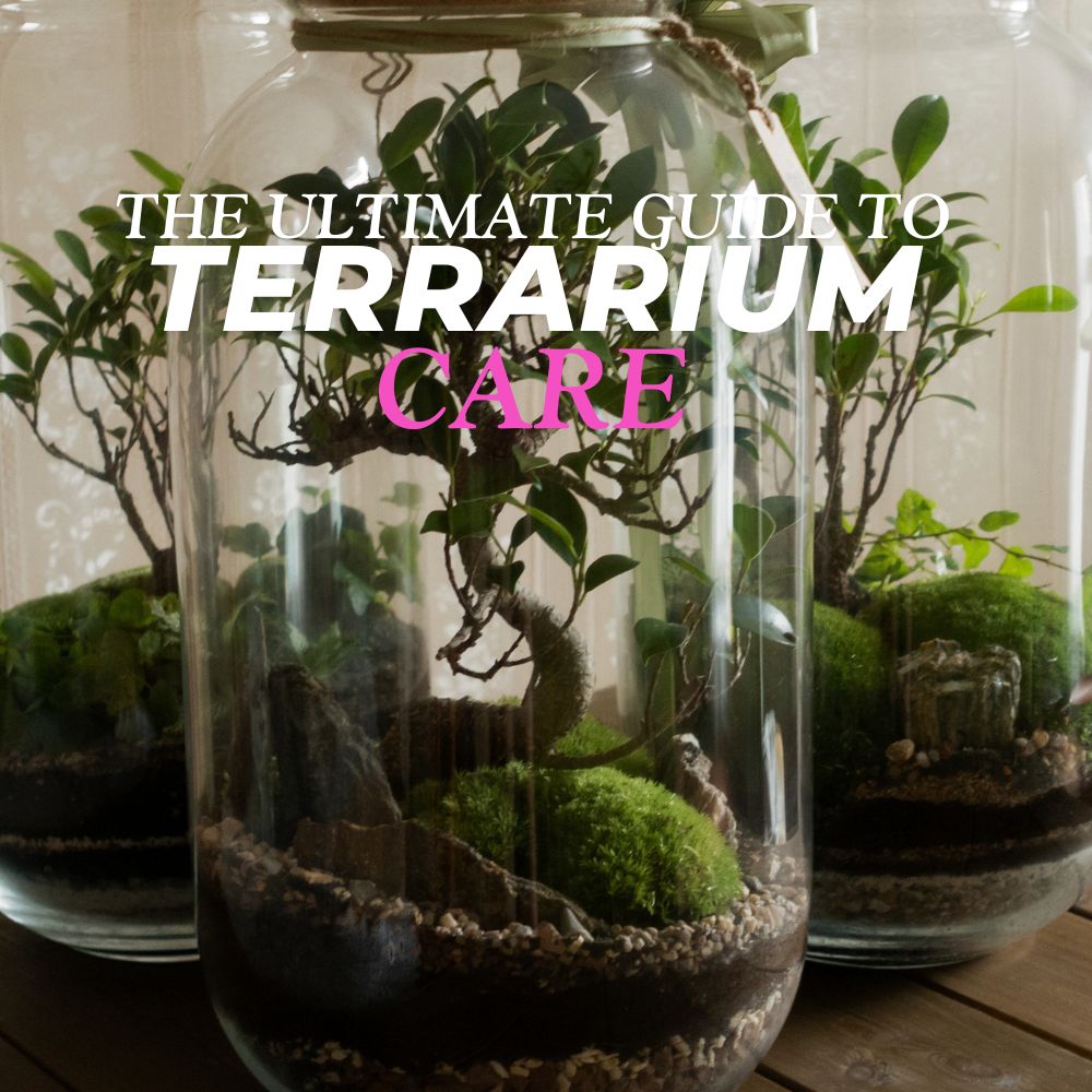 The Ultimate Guide to Terrarium Care - Flower and Twig Nursery