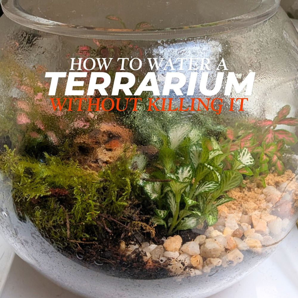 Watering a Terrarium - What You Need To Know - Flower and Twig Nursery