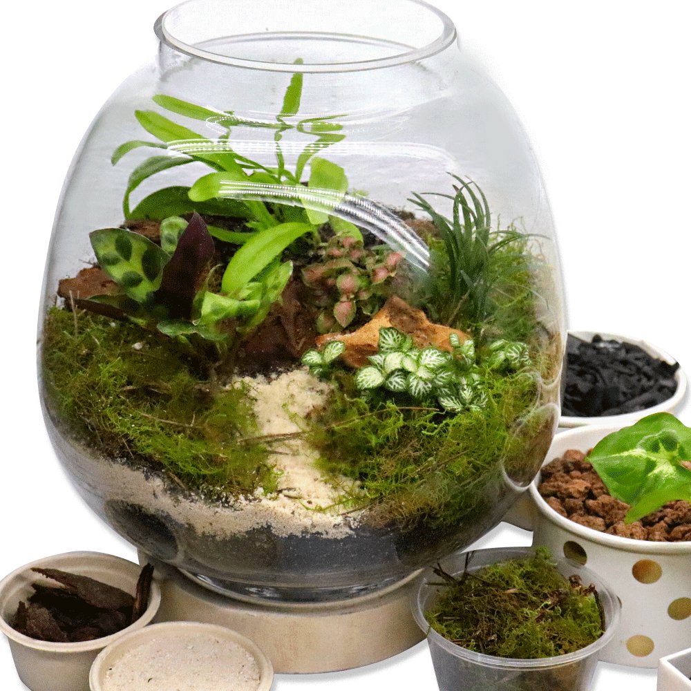 Closed Top DIY Terrarium Kits - Flower and Twig Nursery