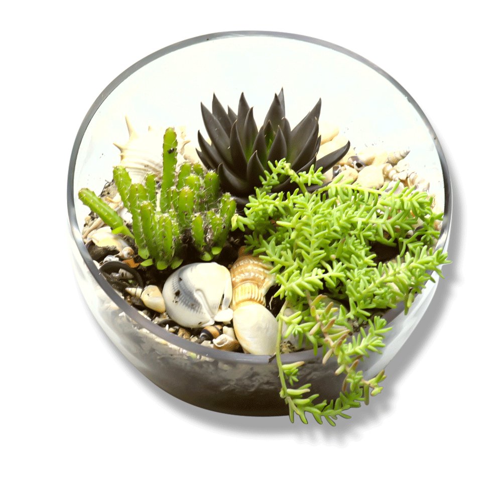 Coastal DIY Terrarium Kits - Flower and Twig Nursery