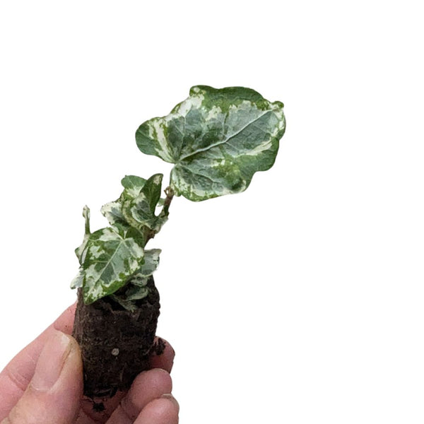 Hedera helix 'Camouflage' – Flower and Twig Nursery
