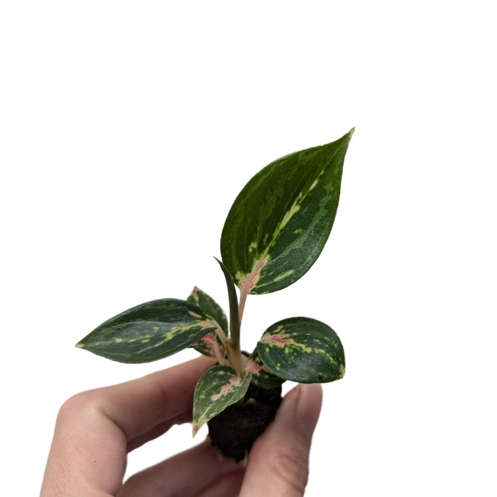 Aglaonema 'Ammaj Jareon' - Flower and Twig Nursery