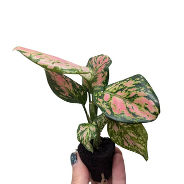 Aglaonema 'Crimson Valentine' - Flower and Twig Nursery