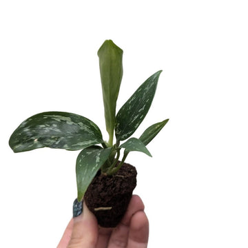 Aglaonema 'Jade' - Flower and Twig Nursery