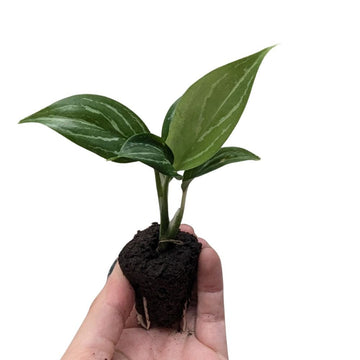 Aglaonema 'Snow White' - Flower and Twig Nursery