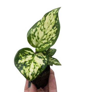 Aglaonema 'Super White' - Flower and Twig Nursery