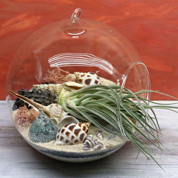 Airplant Hanging Glass DIY Terrarium Kit - Flower and Twig Nursery