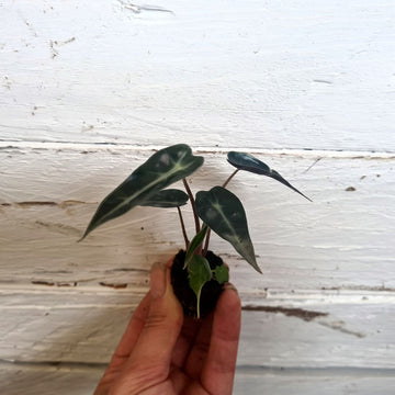 Alocasia Bambino - Flower and Twig Nursery