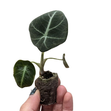 Alocasia 'Black Velvet' - Flower and Twig Nursery