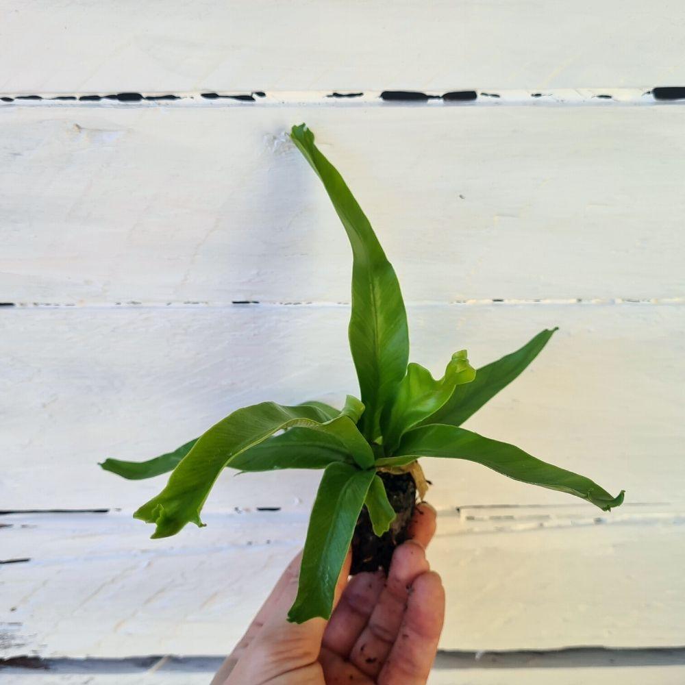 Asplenium Crissy Plug Plant - Flower and Twig Nursery