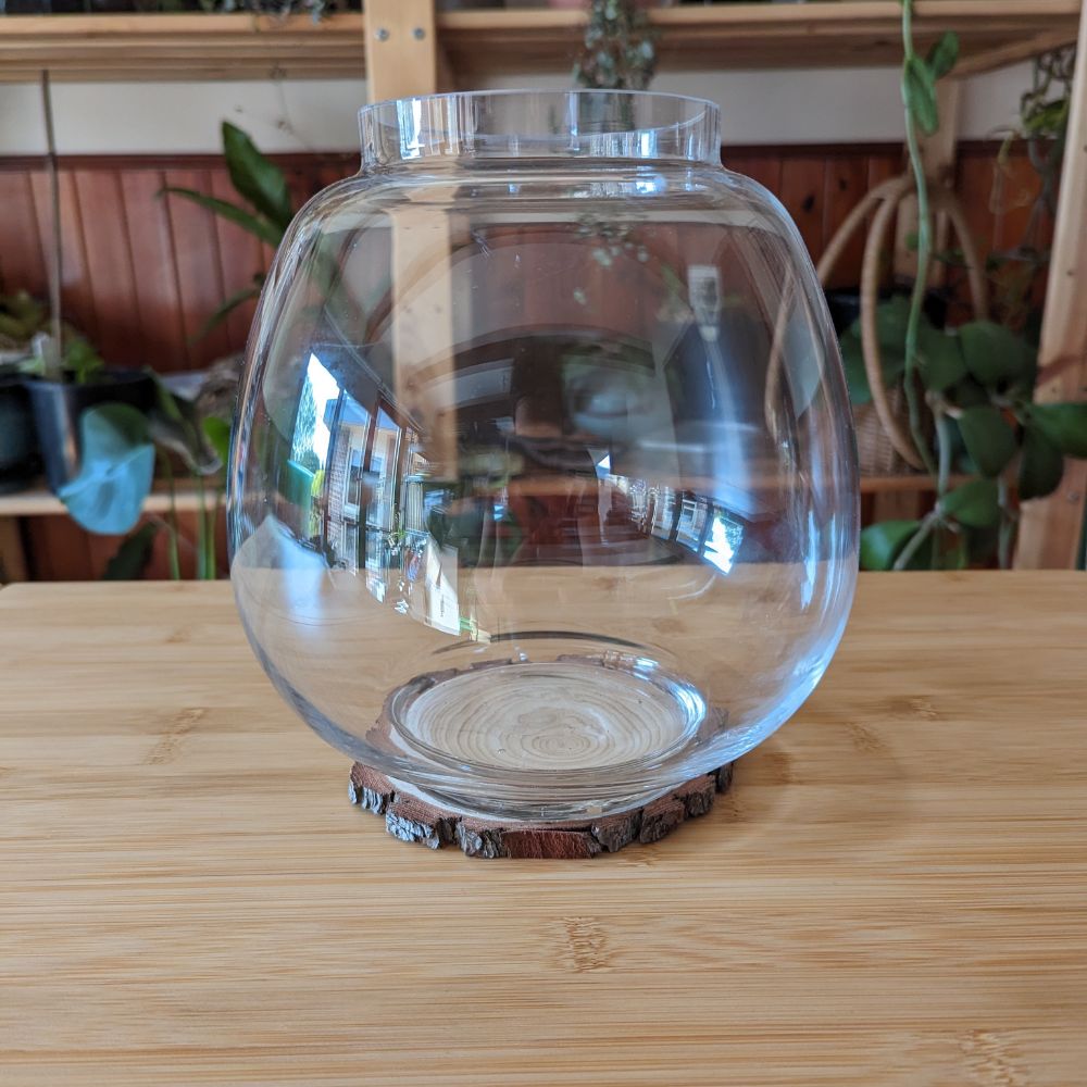 Belly Terrarium with Acrylic Lid & Wooden Base - Flower and Twig Nursery