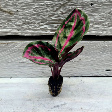 Calathea illustris - Flower and Twig Nursery