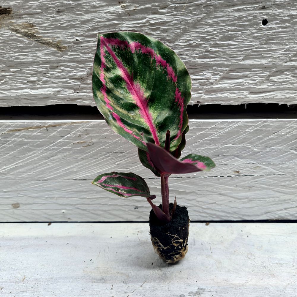 Calathea illustris - Flower and Twig Nursery