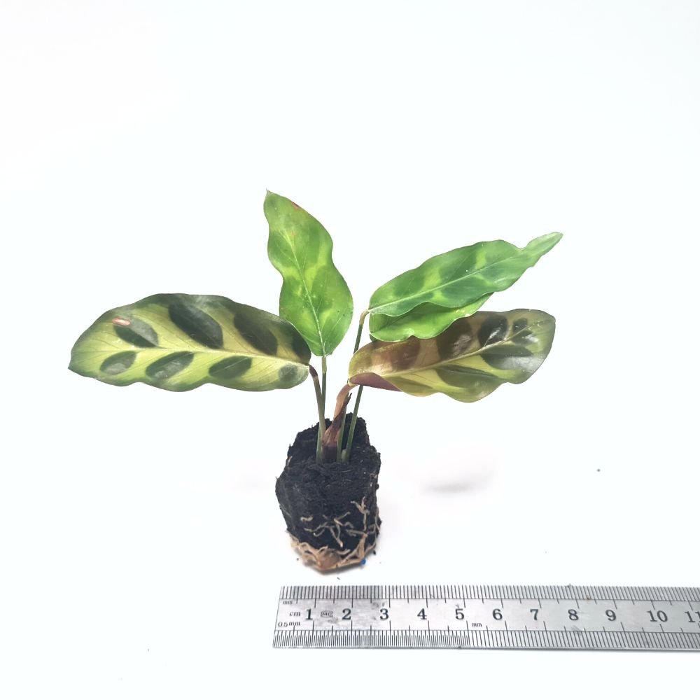 Calathea insignis - Flower and Twig Nursery