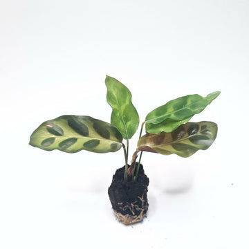 Calathea insignis - Flower and Twig Nursery