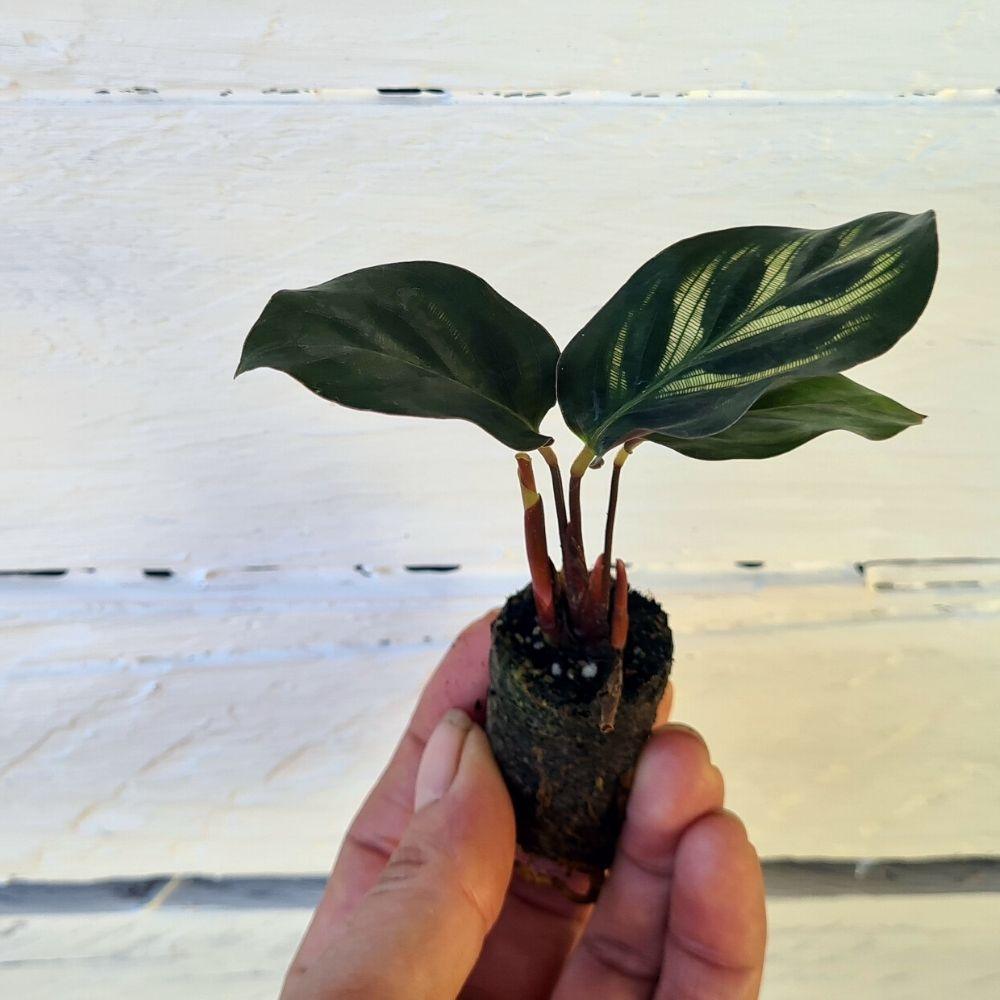 Calathea Makoyana - Flower and Twig Nursery