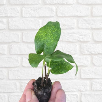 Calathea Musaica - Flower and Twig Nursery