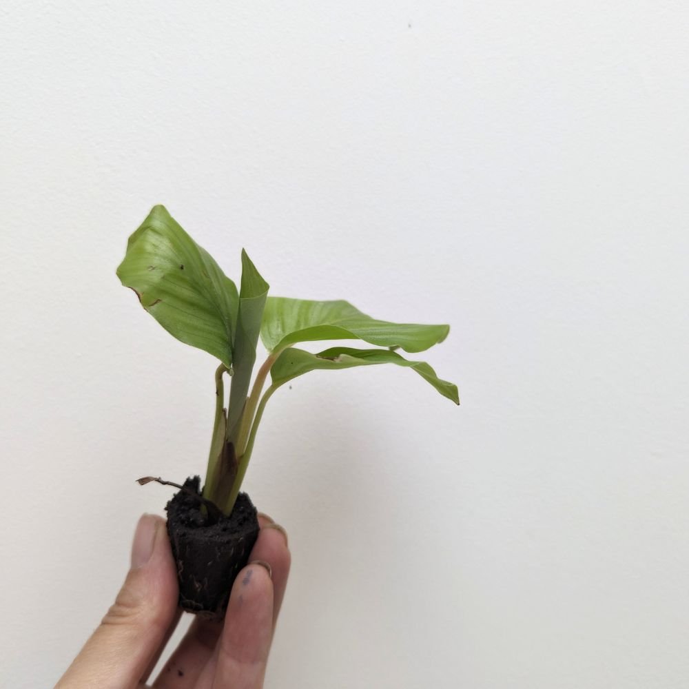 Calathea orbifolia - Flower and Twig Nursery