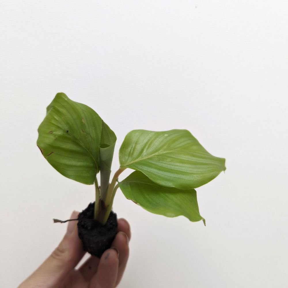 Calathea orbifolia - Flower and Twig Nursery