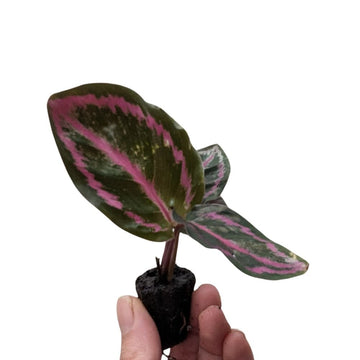 Calathea roseopicta - Flower and Twig Nursery