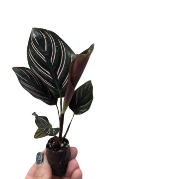 Calathea 'Sanderiana' - Flower and Twig Nursery