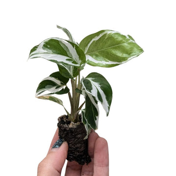 Calathea 'White Fusion' - Flower and Twig Nursery