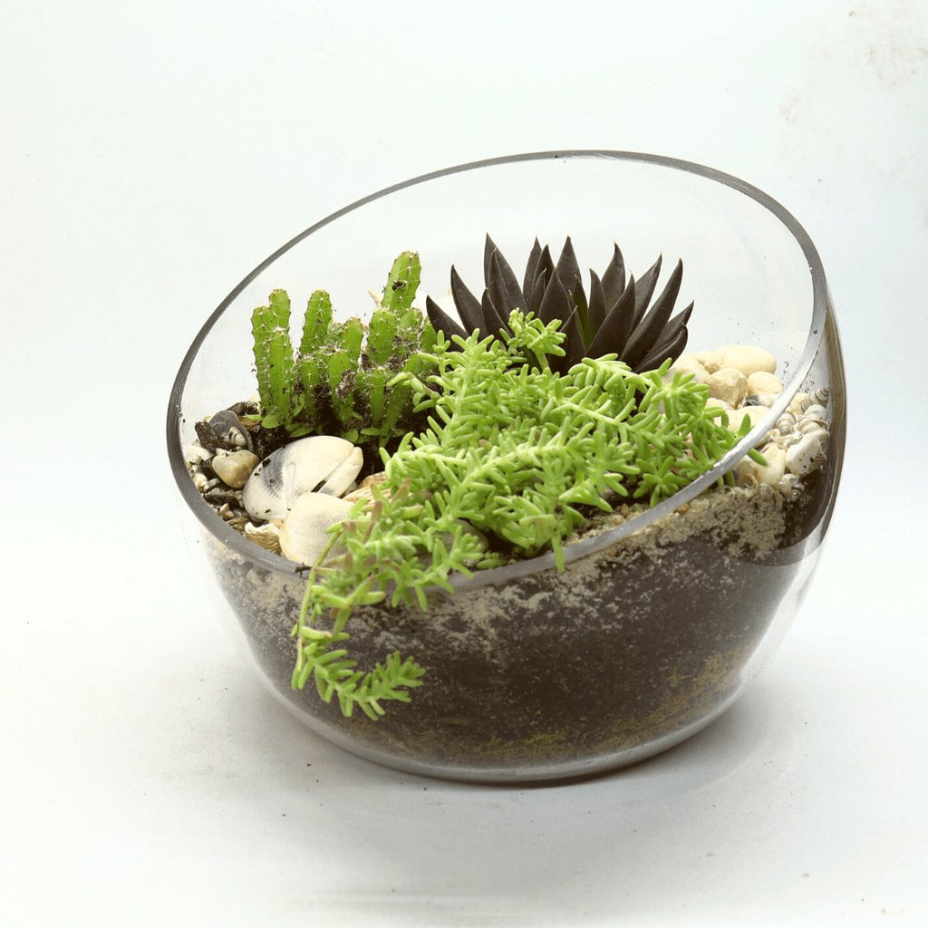 Coastal DIY Terrarium Kit - 18cm Bowl - Flower and Twig Nursery