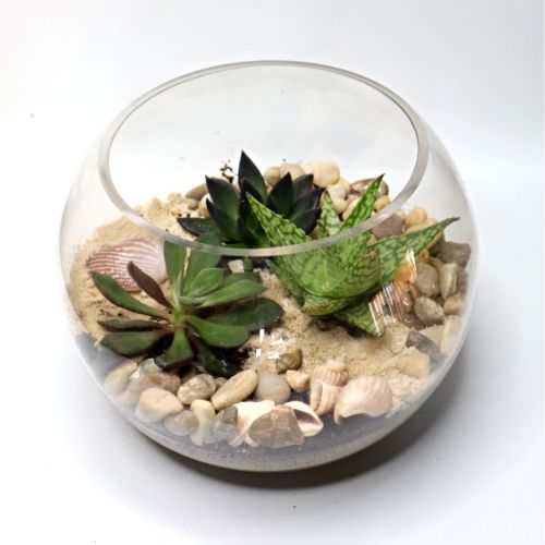 Coastal DIY Terrarium Kit - 18cm Fish Bowl - Flower and Twig Nursery