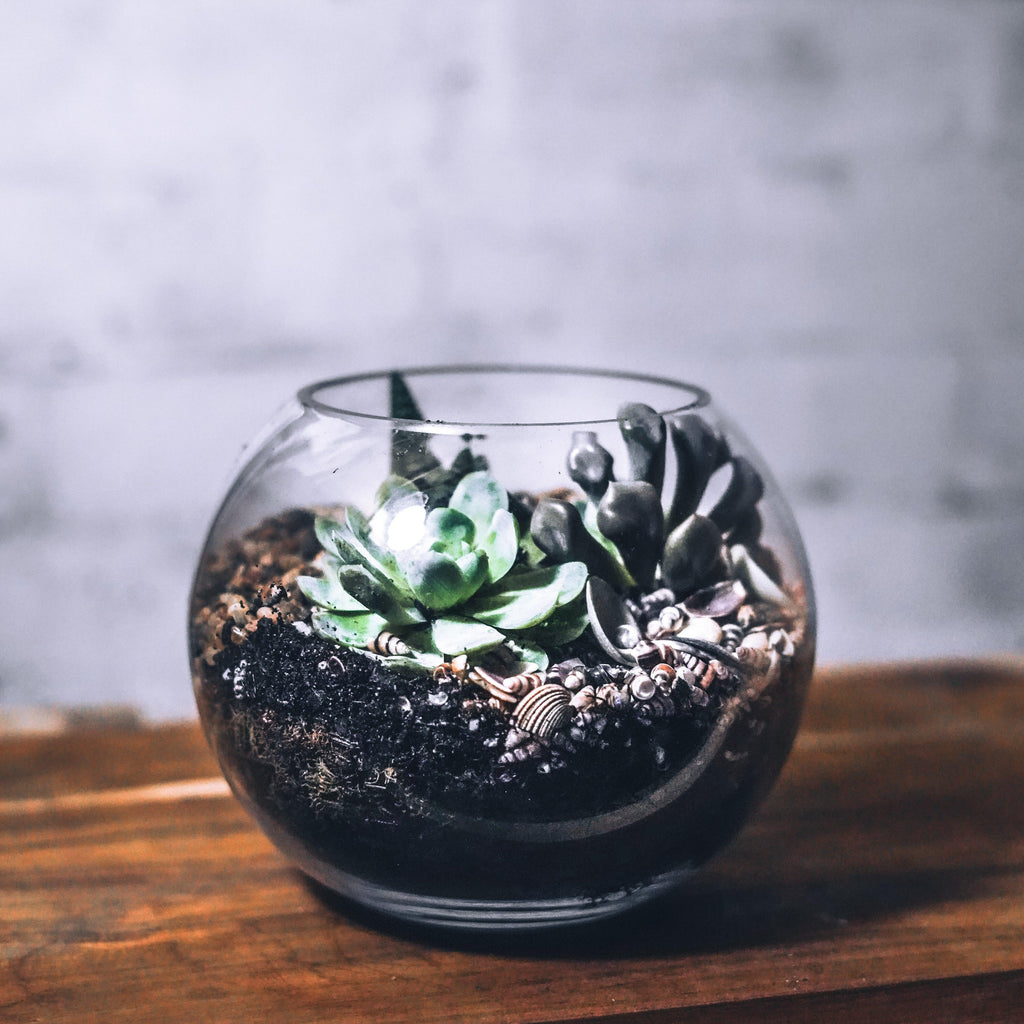 Coastal DIY Terrarium Kit - 18cm Fish Bowl - Flower and Twig Nursery