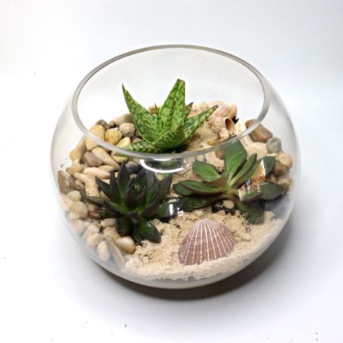 Coastal DIY Terrarium Kit - 18cm Fish Bowl - Flower and Twig Nursery