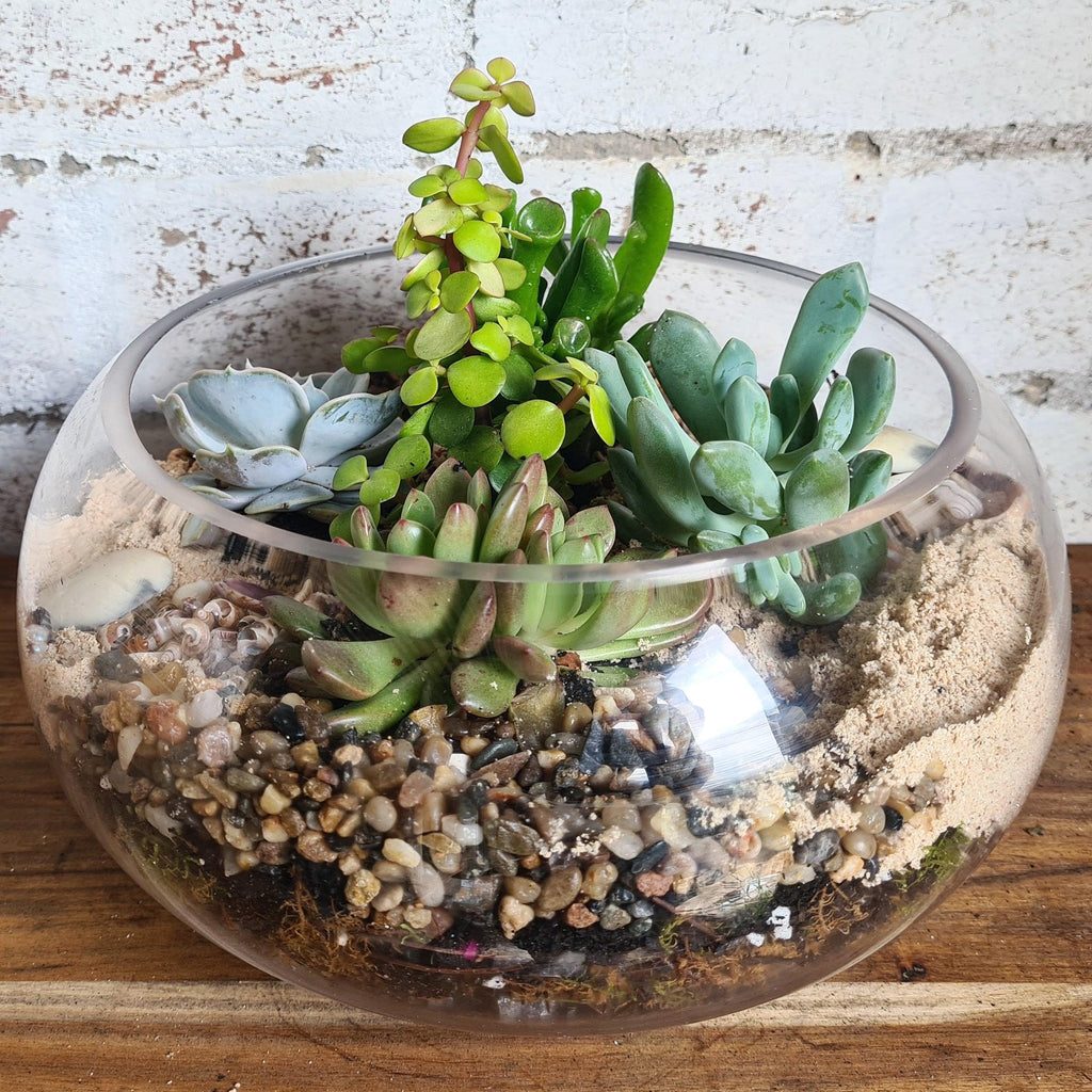 Coastal DIY Terrarium Kit - 25cm Low Bowl - Flower and Twig Nursery