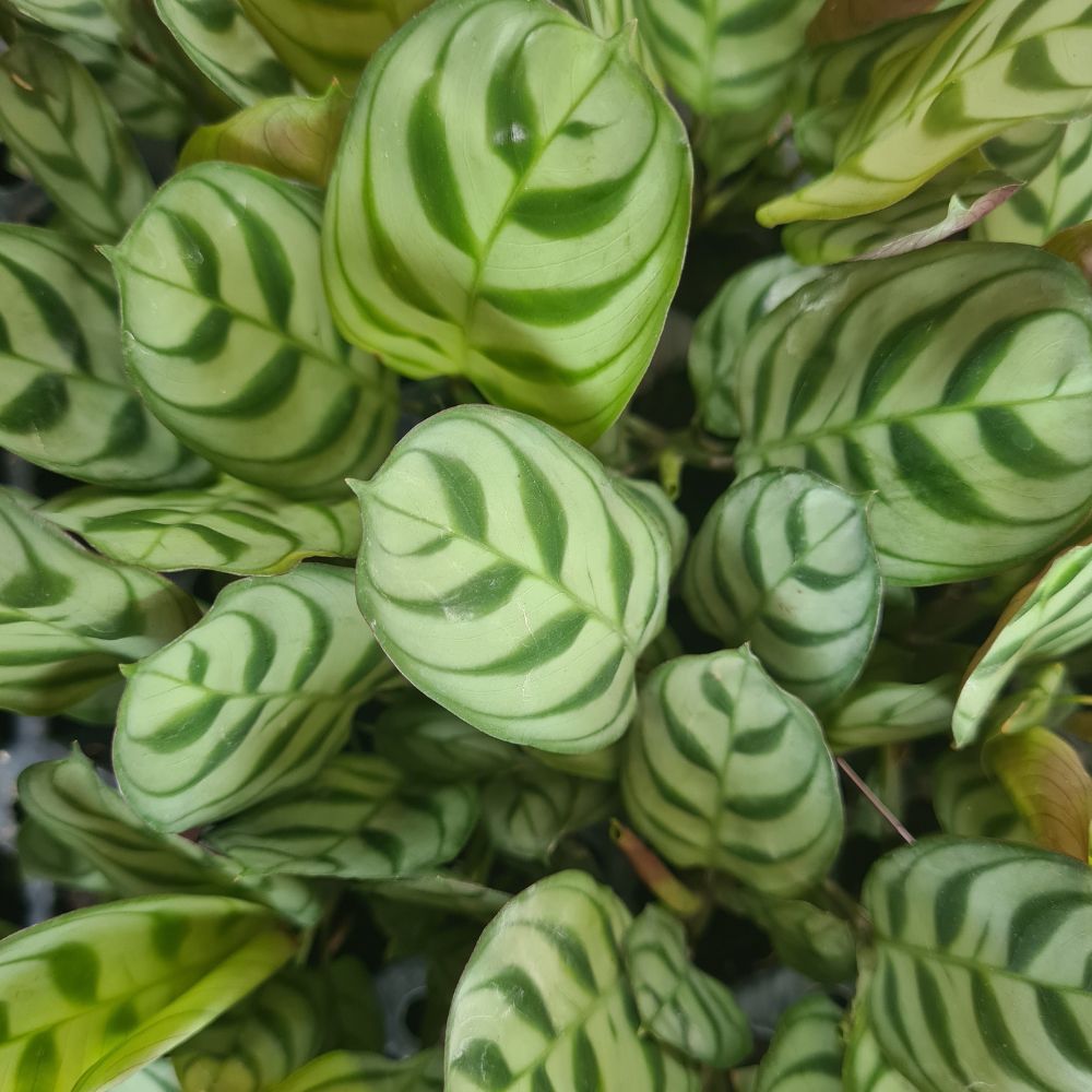 Ctenanthe Burle-Marxii - Flower and Twig Nursery