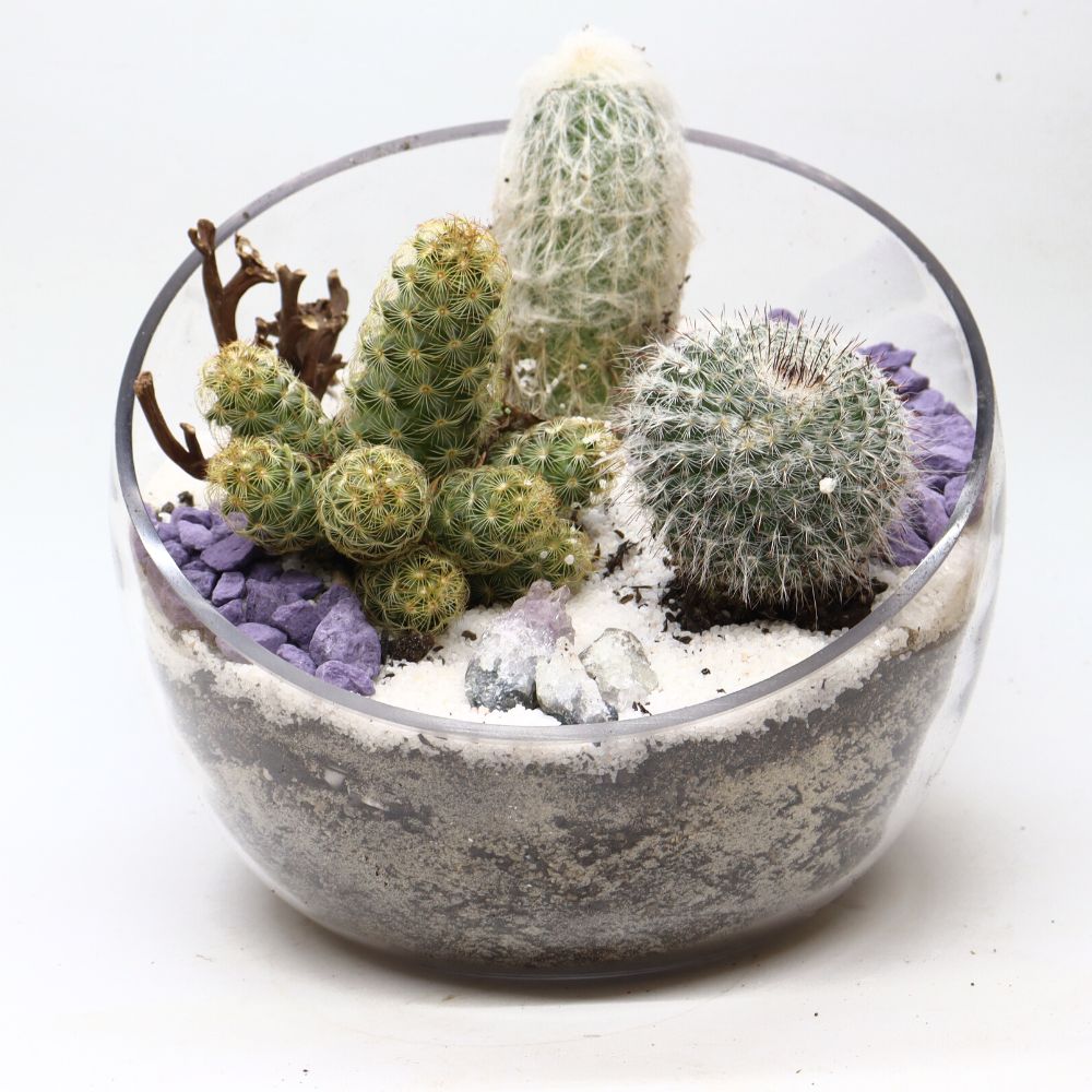 Desert DIY Terrarium Kit - 18cm - Flower and Twig Nursery