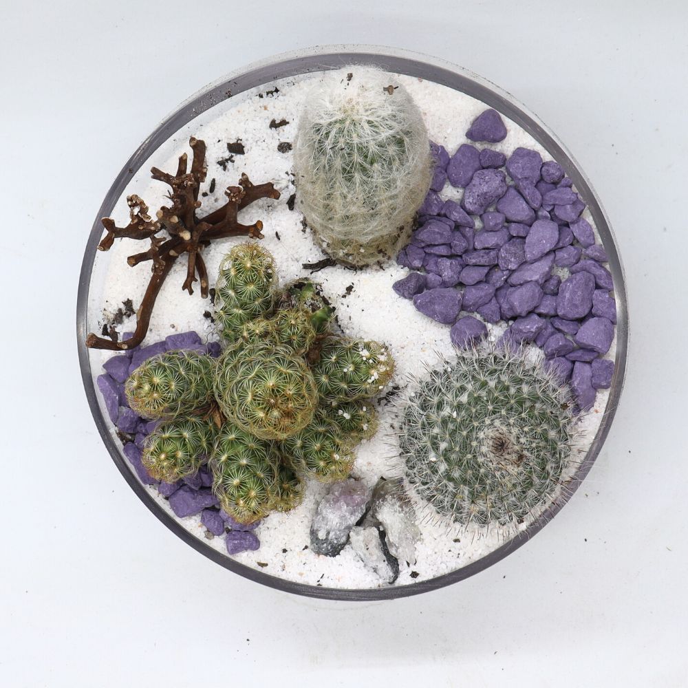 Desert DIY Terrarium Kit - 18cm - Flower and Twig Nursery