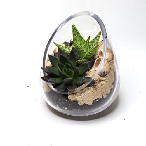 Diagonal Coastal DIY Terrarium Kit - Flower and Twig Nursery