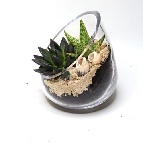 Diagonal Coastal DIY Terrarium Kit - Flower and Twig Nursery