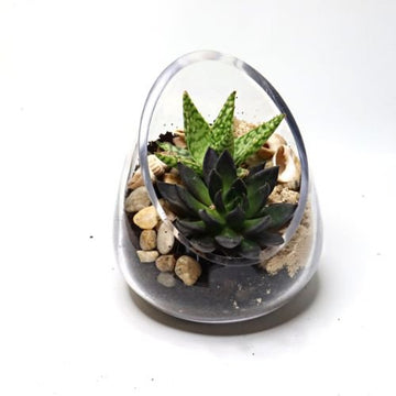 Diagonal Coastal DIY Terrarium Kit - Flower and Twig Nursery