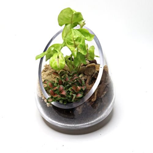 Diagonal Open DIY Terrarium Kit - Flower and Twig Nursery