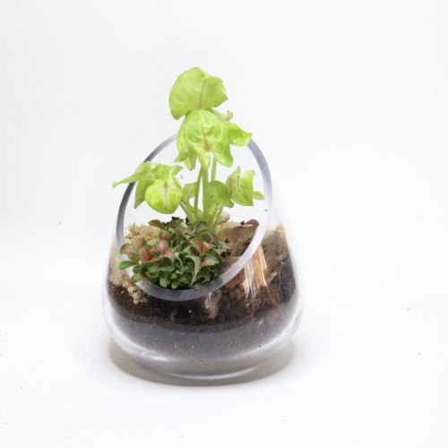 Diagonal Open DIY Terrarium Kit - Flower and Twig Nursery