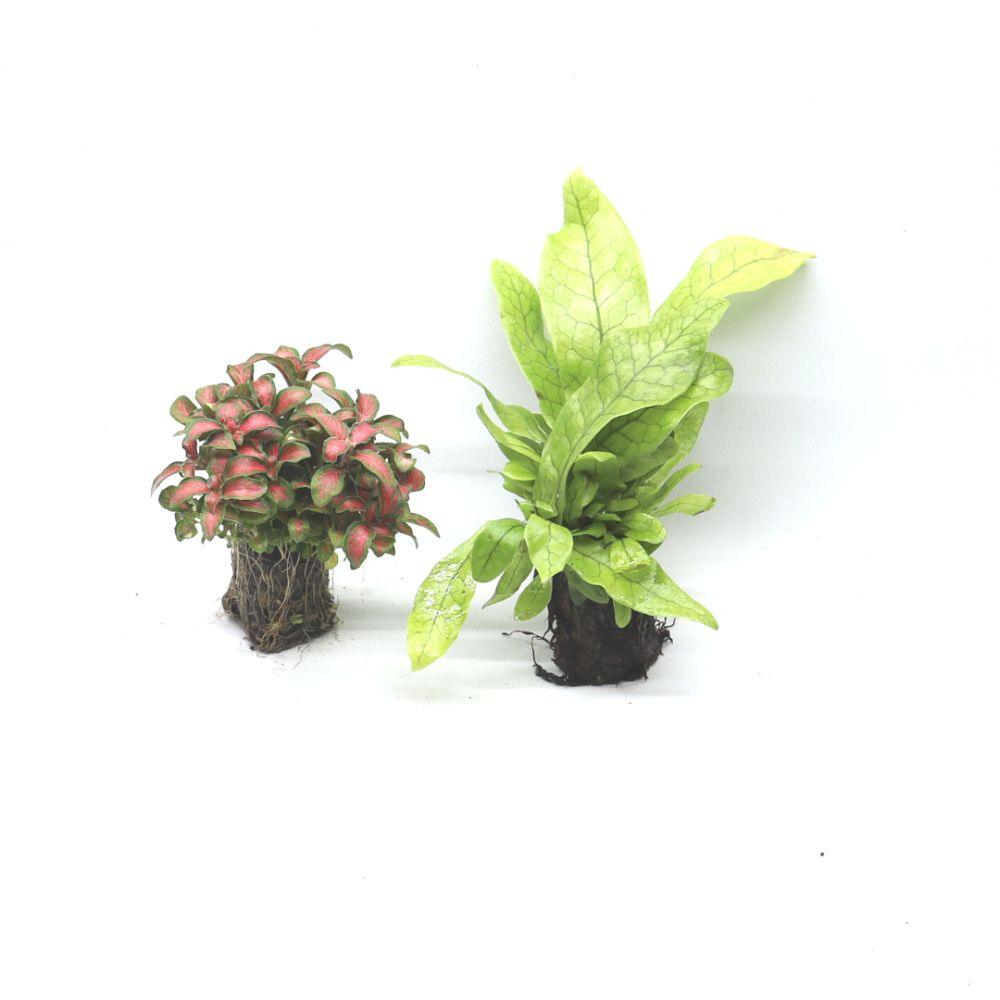 Diagonal Open DIY Terrarium Kit - Flower and Twig Nursery