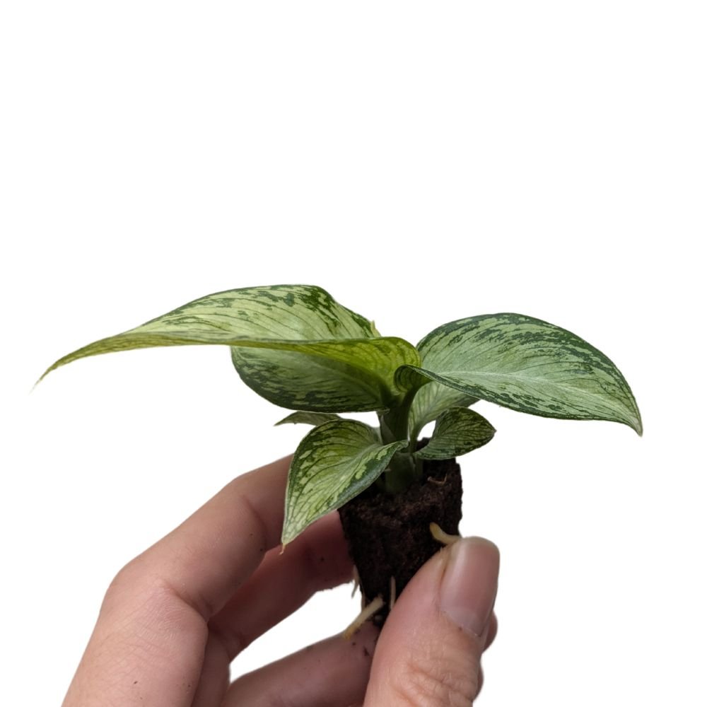 Dieffenbachia 'Memoria Corsii' - Flower and Twig Nursery