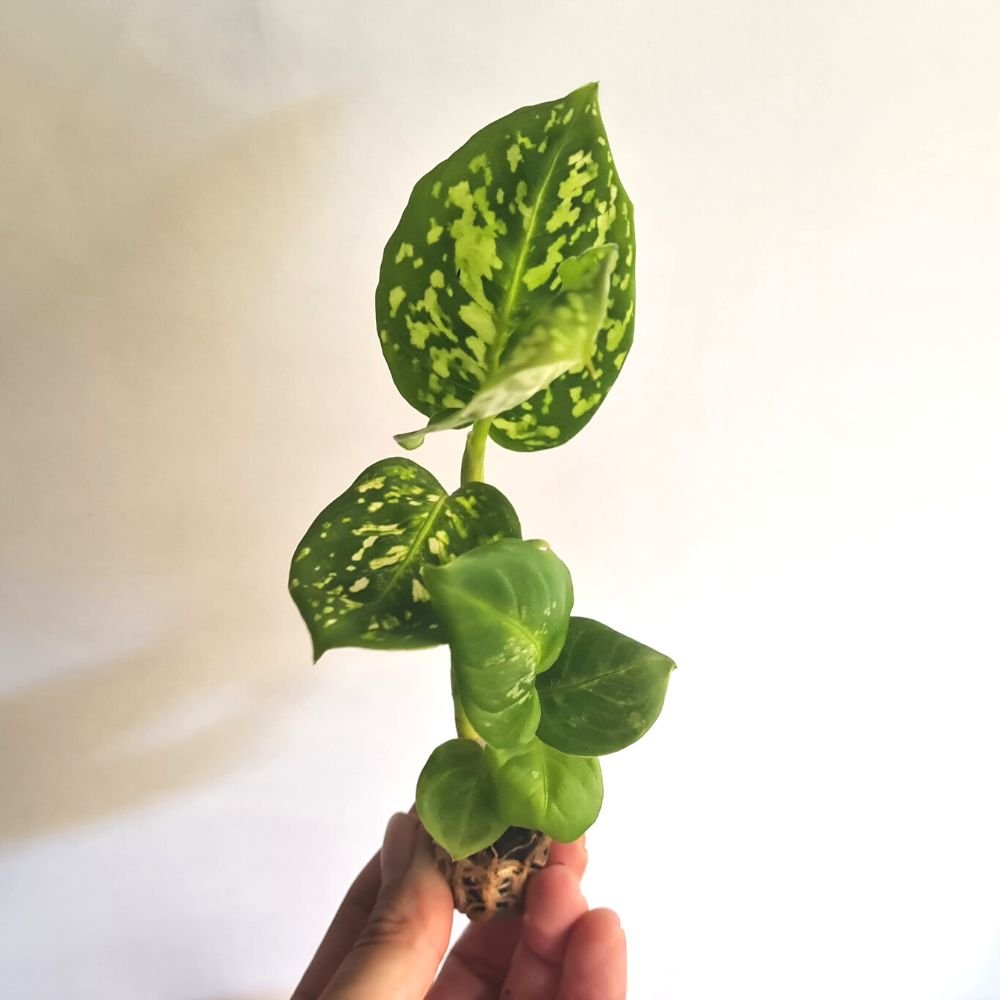 Dieffenbachia 'Reflector' - Clearance - Flower and Twig Nursery