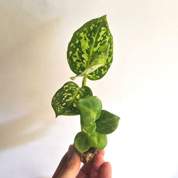 Dieffenbachia 'Reflector' - Clearance - Flower and Twig Nursery