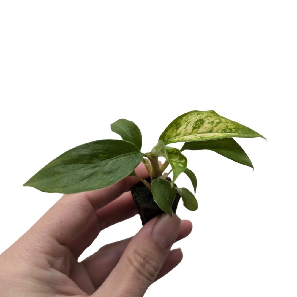 Dieffenbachia 'Starbright' – Flower and Twig Nursery